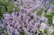 Verschiedene Blumen für den Balkon oder Garten