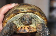 Schildkröte in der Tierarztpraxis Dr. Dieffenbacher in Neustrelitz