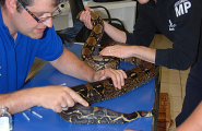 Schlange wird in der Tierarztpraxis Dr. Frank Dieffenbacher in Neustrelitz behandelt